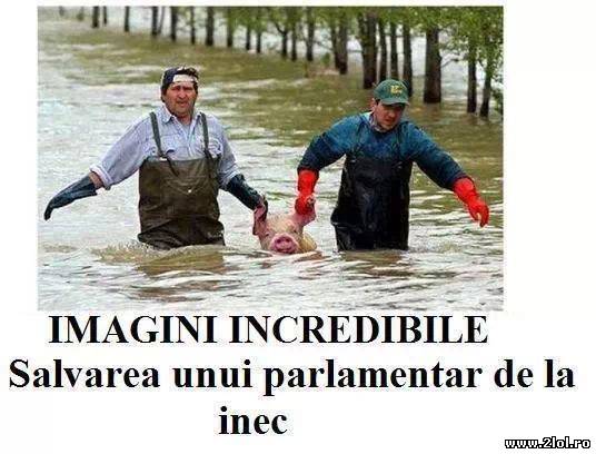 Și parlamentarii sunt ființe vii poze haioase