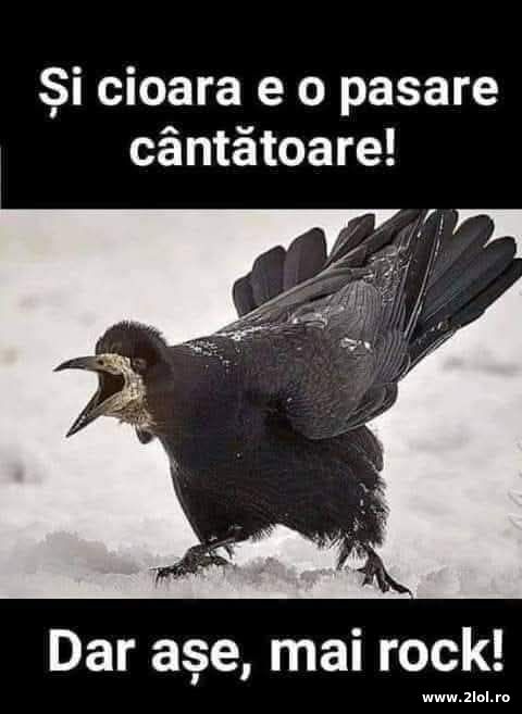 Si cioara e o pasare cantatoare poze haioase