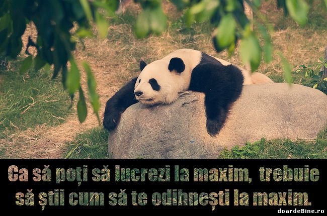 Ca să poți să lucrezi la maxim poze haioase
