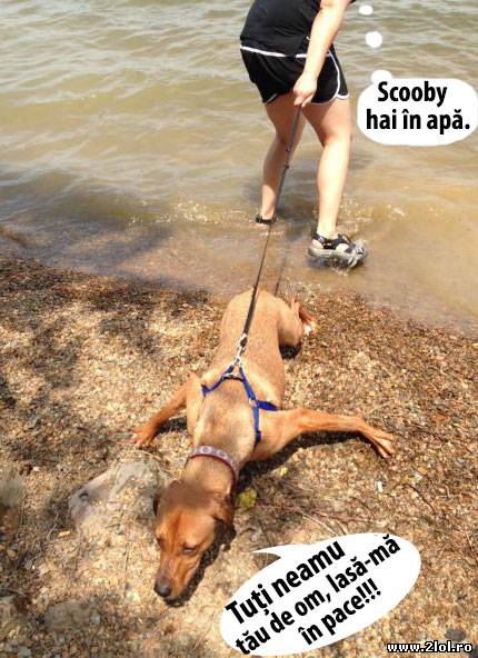 Lui Scooby nu-i place apa poze haioase