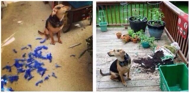 N-am fost eu! poze haioase