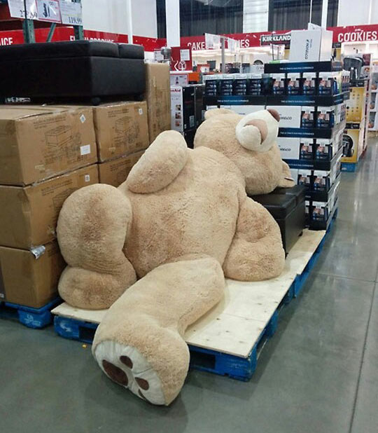 S-a îmbătat ca un porc poze haioase