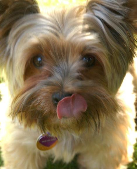 Înainte să mănânci ceva dulce poze haioase