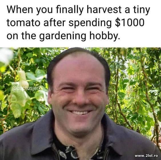 When you finally harvest a tiny tomato poze haioase