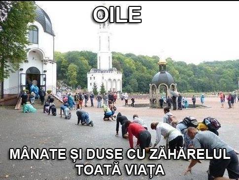 Viaţă de oaie poze haioase