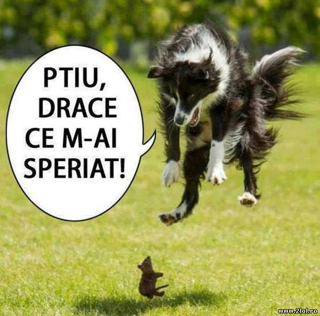 PTIU, Drace ce m-ai speriat! poze haioase