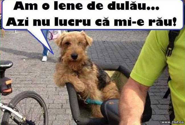 Am o lene de dulău poze haioase