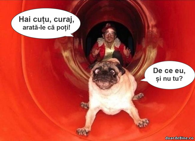 Ăsta da stăpân, câinele are prioritate poze haioase