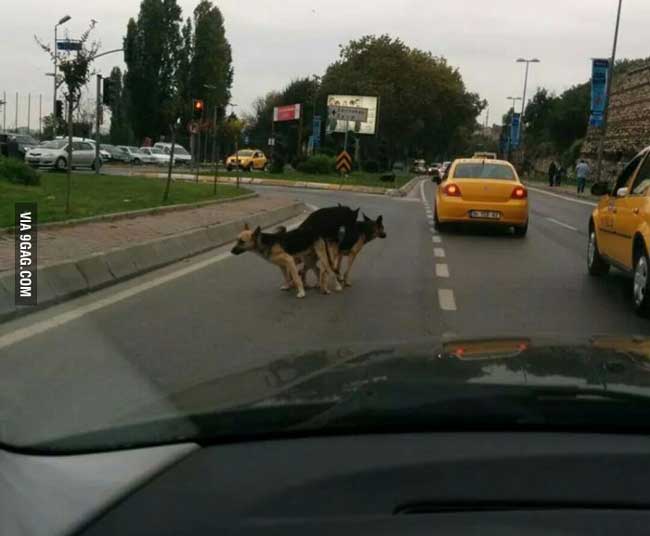 Dragostea nu are limite poze haioase