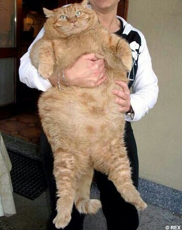 Daca Oana Roman era pisica poze haioase