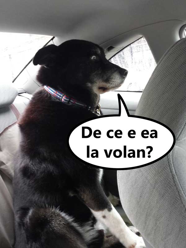 Când îți lași iubita să conducă poze haioase