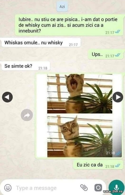 Whiskas poze haioase