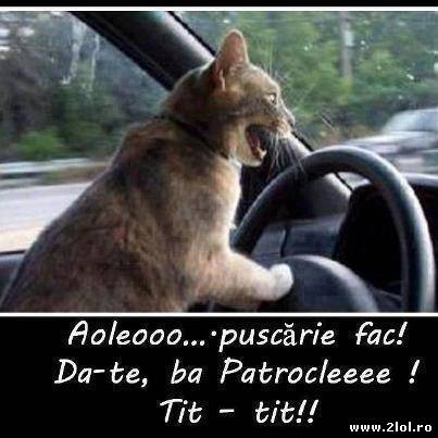 Si pisicilor le place viteza poze haioase