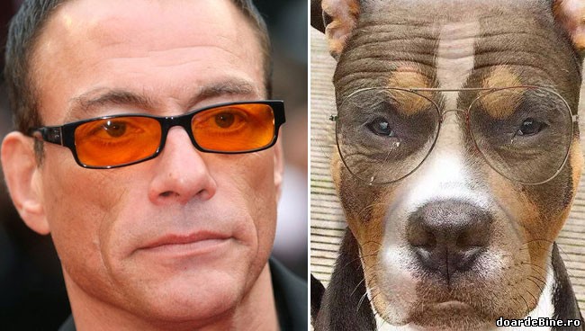 Seamănă cu Van Damme? poze haioase