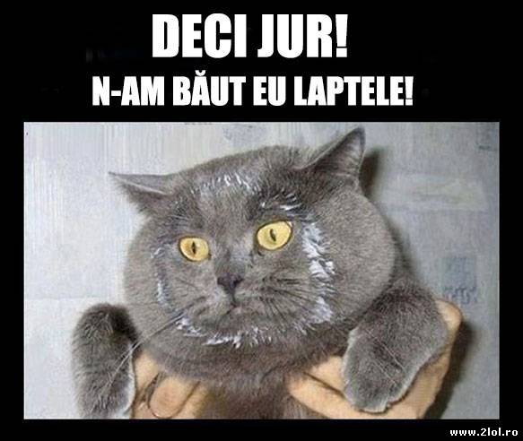 Bineînţeles că nu a băut laptele poze haioase