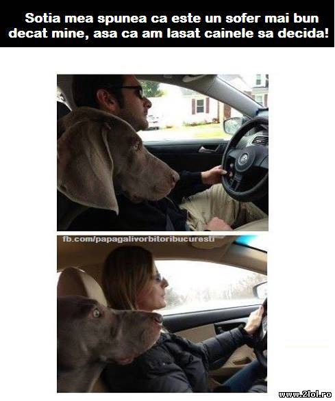 Deci cine-i soferul mai bun? poze haioase