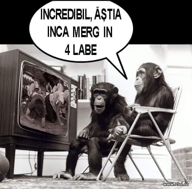 Astia inca merg in 4 labe poze haioase