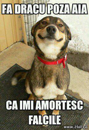 Hai mai repede cu poza poze haioase