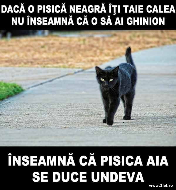 Daca o pisica neagra iti taie calea poze haioase