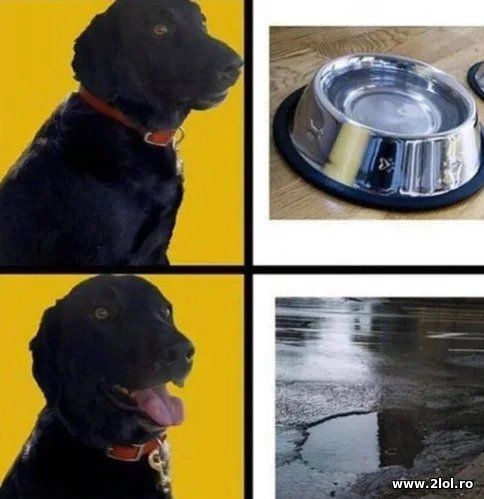 De unde prefera sa bea apa cainii poze haioase