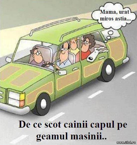 De asta scot câinii capul pe geamul mașinii poze haioase