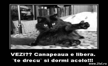 Asta vrea să-ți spună pisica când o găsești în pat poze haioase