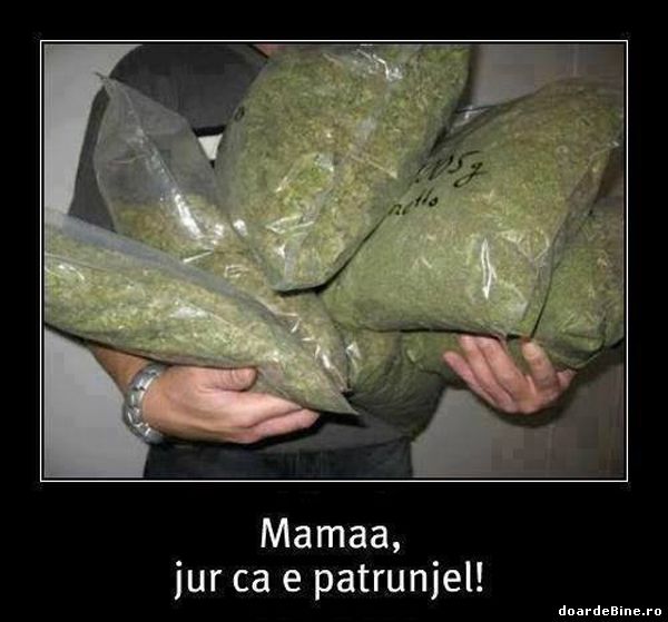 Jur, e doar pătrunjel poze haioase