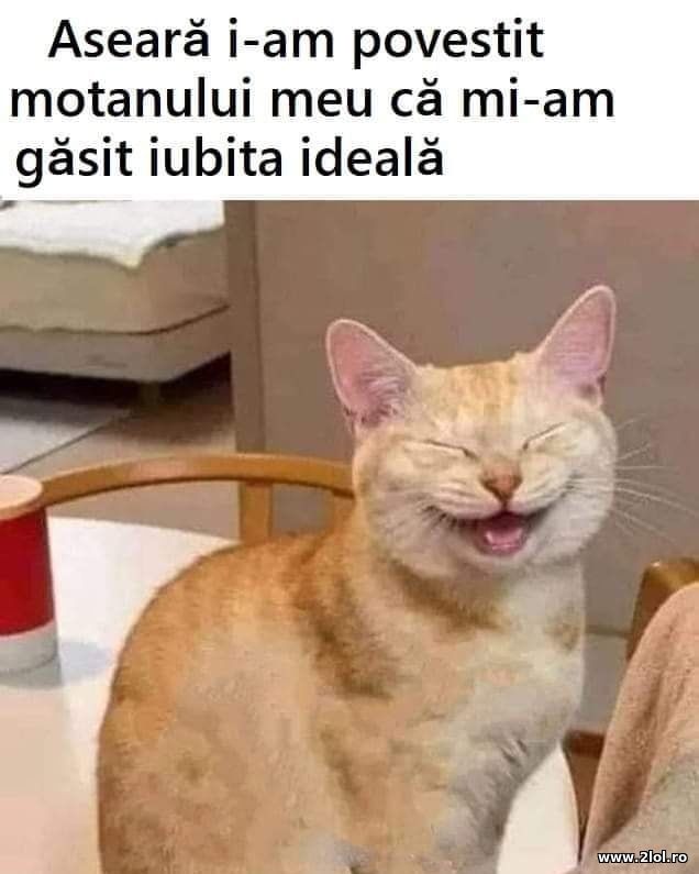 I-am povestit motanului mei ca mi-am gasit iubita poze haioase