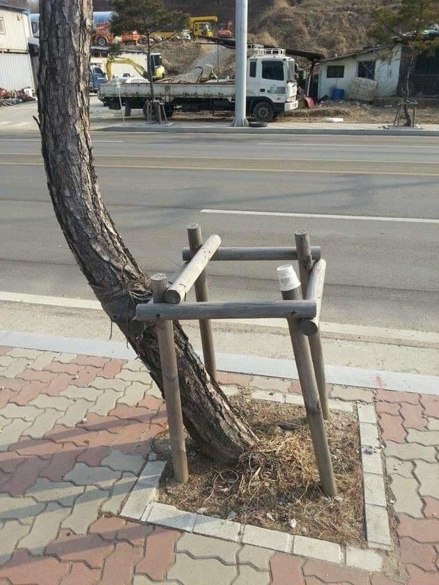 A iesit cum au vrut poze haioase