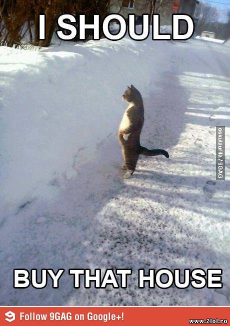 Ce hotarata-i pisica poze haioase