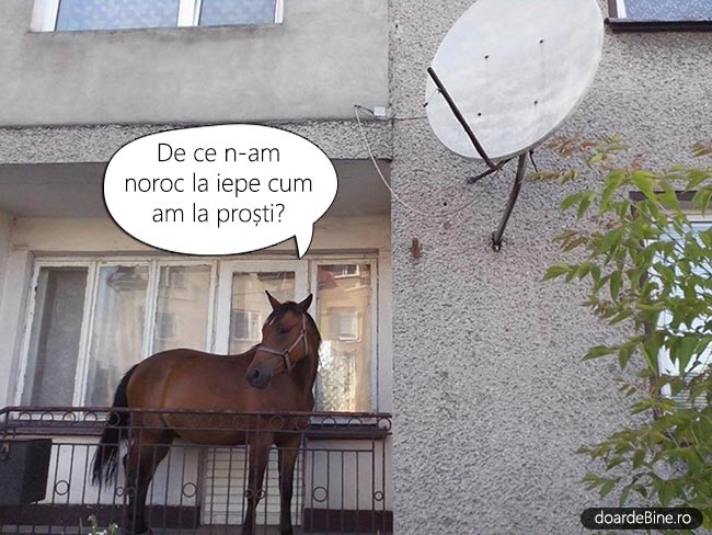 Dacă animalele ar putea vorbi poze haioase