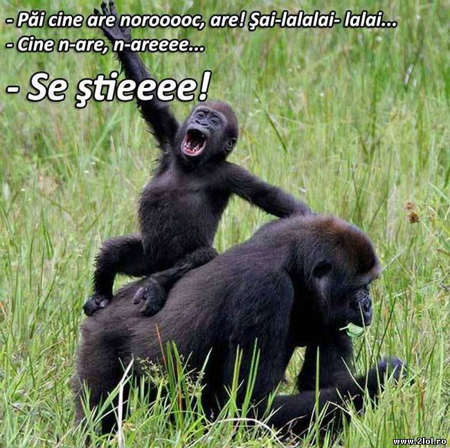 Mai vreți dovezi că ne tragem din maimuțe? poze haioase