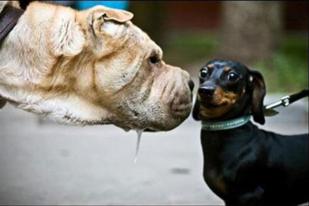 Când profu întreabă cine vine la tablă poze haioase