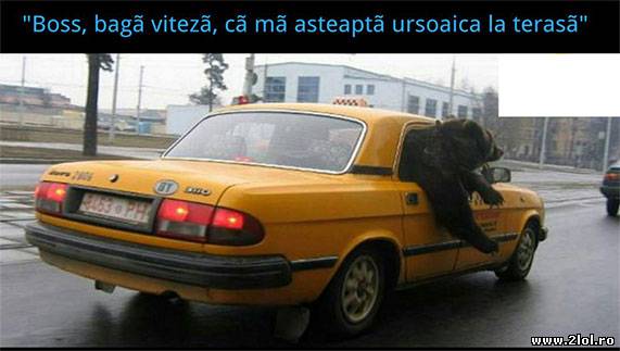 Si ursii se grabesc poze haioase