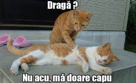 Seamănă cu răspunsul femeilor? poze haioase