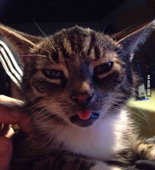 Când uiți să îi dai de mâncare | poze haioase