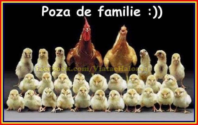 Grea-i viața de cocoș | poze haioase