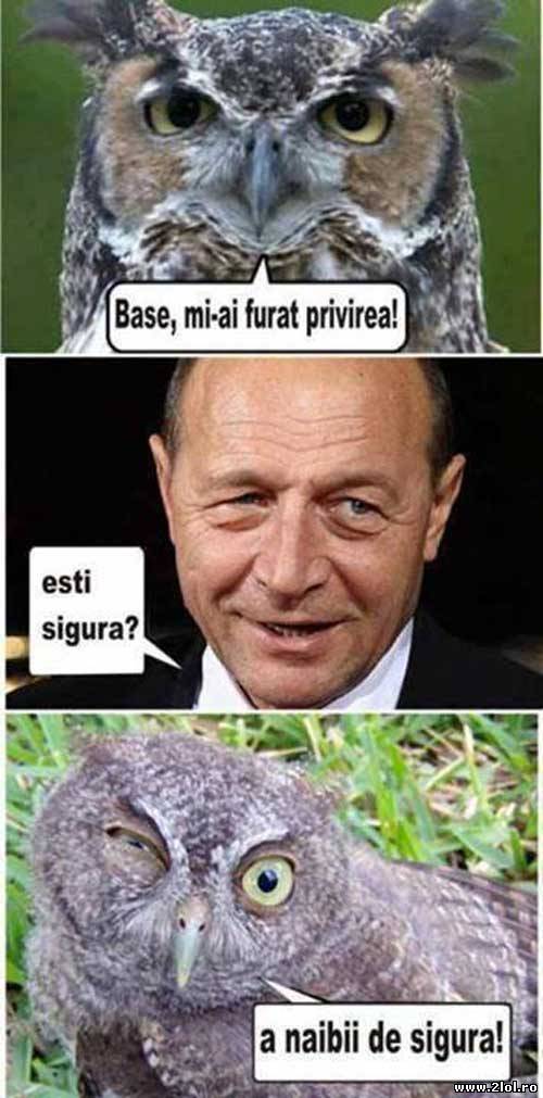 Băse mi-ai furat privirea | poze haioase