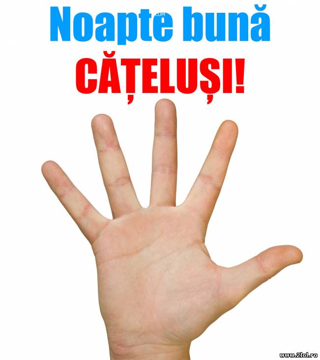 Noapte bună cățeluși | poze haioase