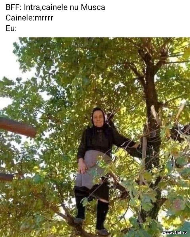 Cainele nu musca | poze haioase