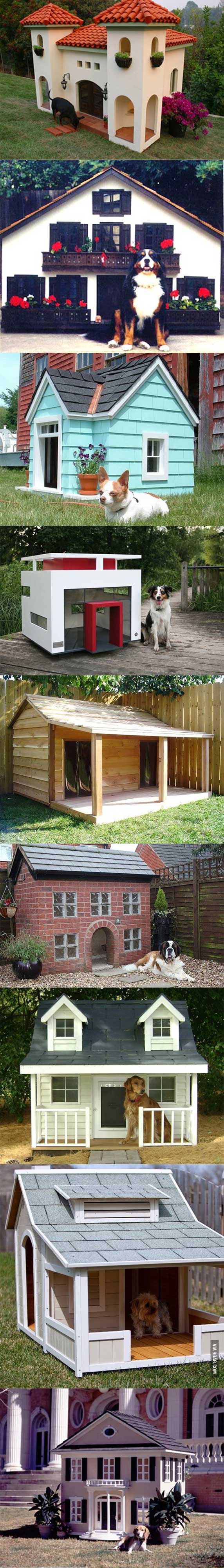 Câinii ășta au case faine | poze haioase