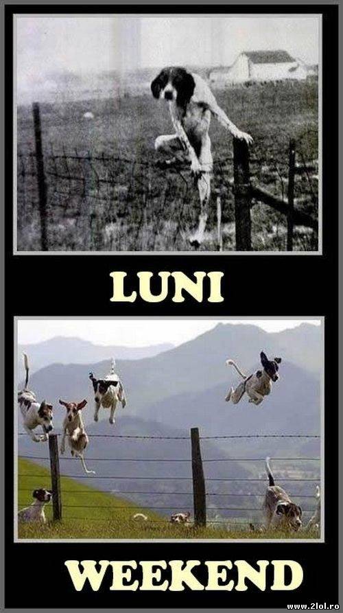 Starea noastră în funcție de zile | poze haioase