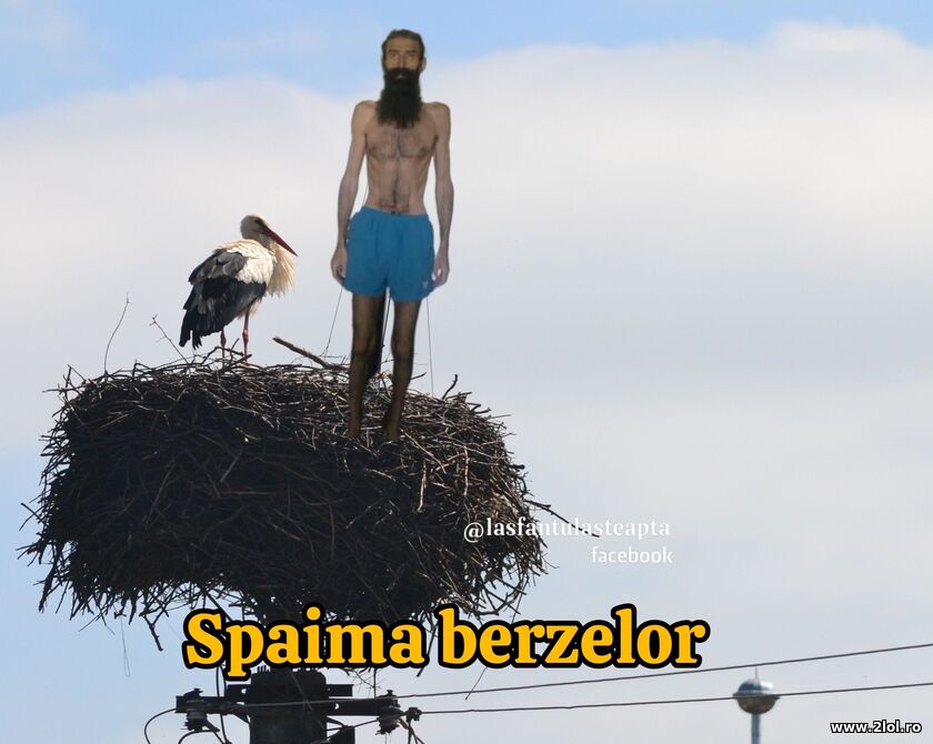 Spaima berzelor | poze haioase