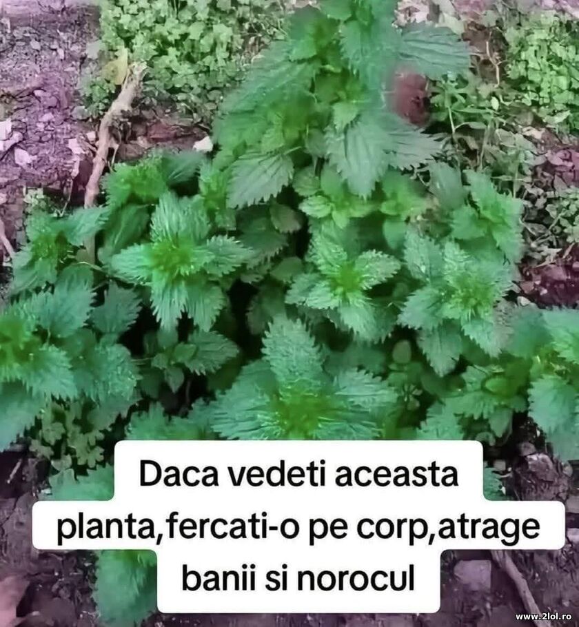 Daca vedeti aceasta planta | poze haioase