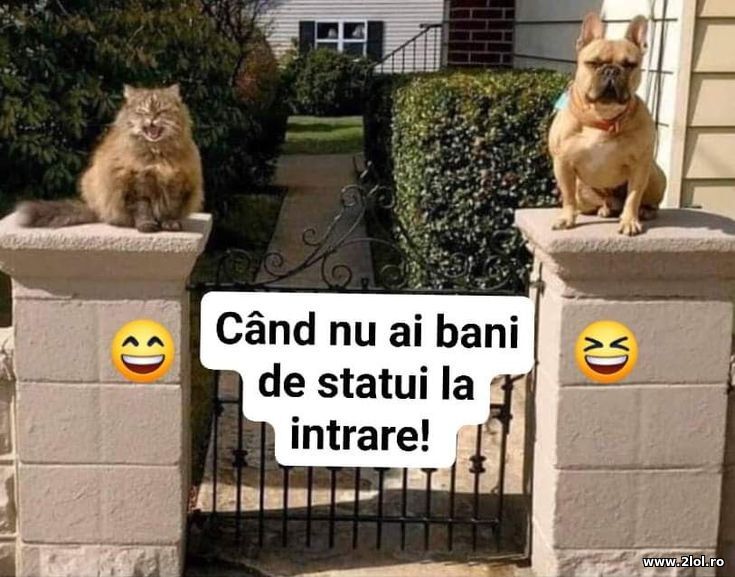 Cand n-ai bani de statui | poze haioase