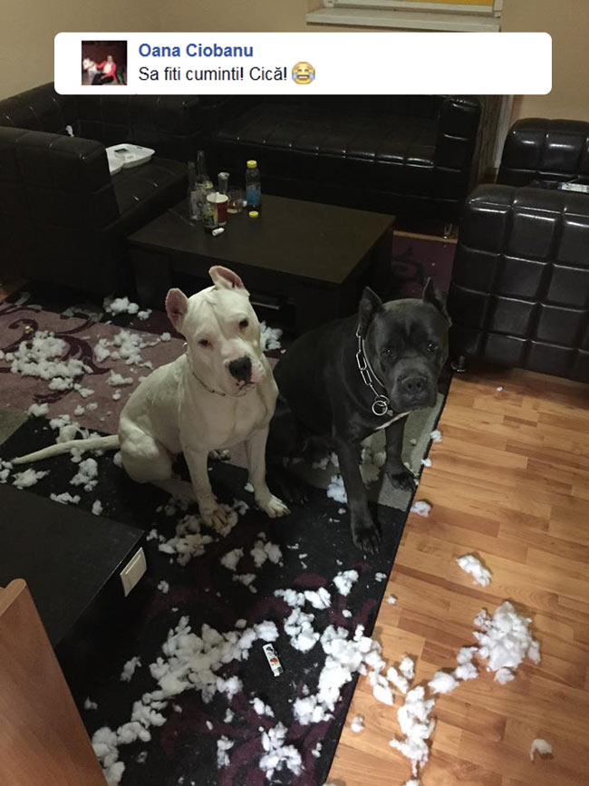 Sa fiti cuminti! Cică! | poze haioase