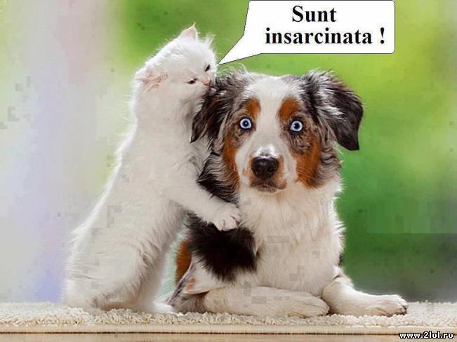 Cu reacţia cui seamănă? | poze haioase