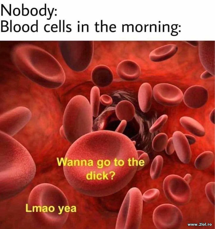 Blood cells in the morning | poze haioase