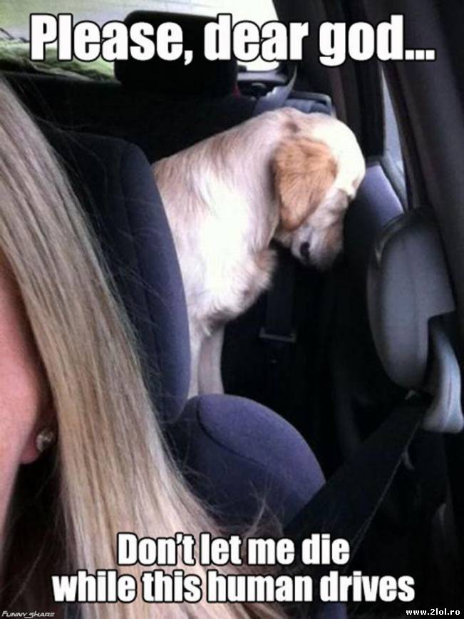 Nu torturați câinii! | poze haioase