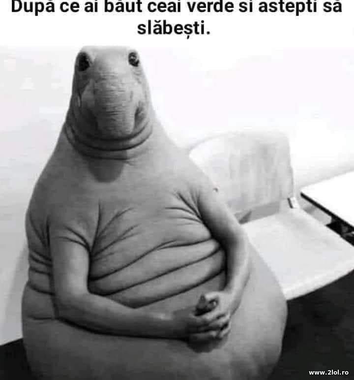 Dupa ce ai baut ceai verde si astepti sa slabesti | poze haioase